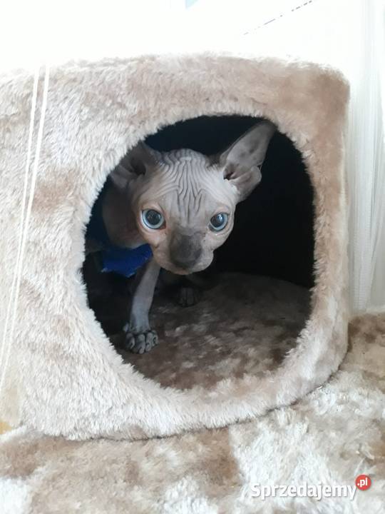 Kocurki czarne dziewczynki szylkret Wwa Katowice Warszawa sprzedam