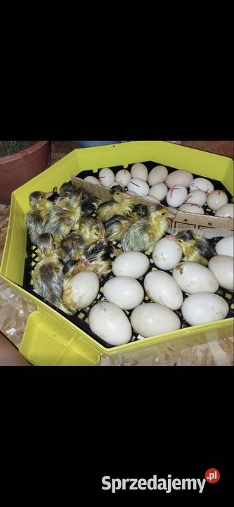 Sprzedam inkubator cleo 5 małopolskie Bobowa