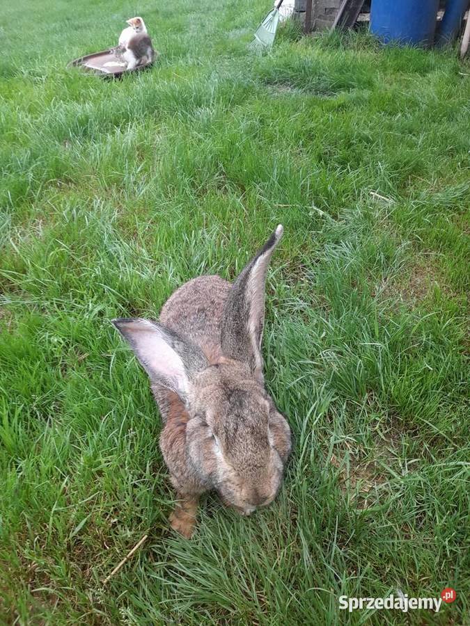 Sprzedam samca Belga sprzedam