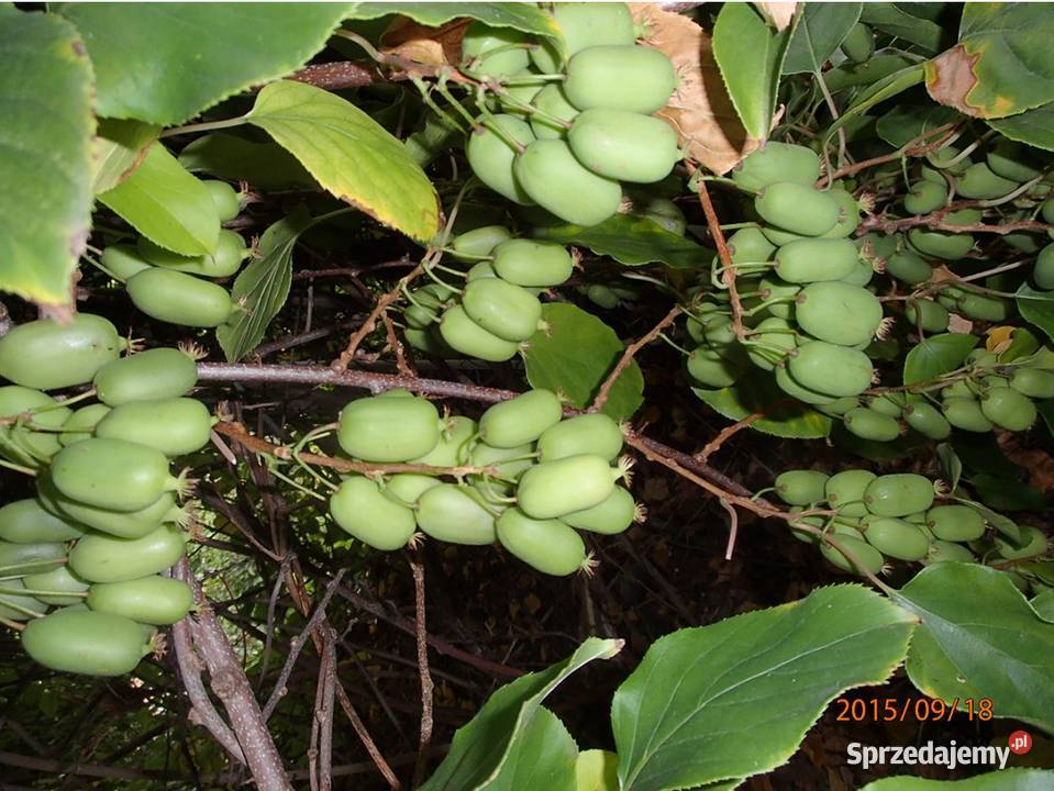 Kiwi Isai samopylne aktinidia ostrolistna grunt Łódź