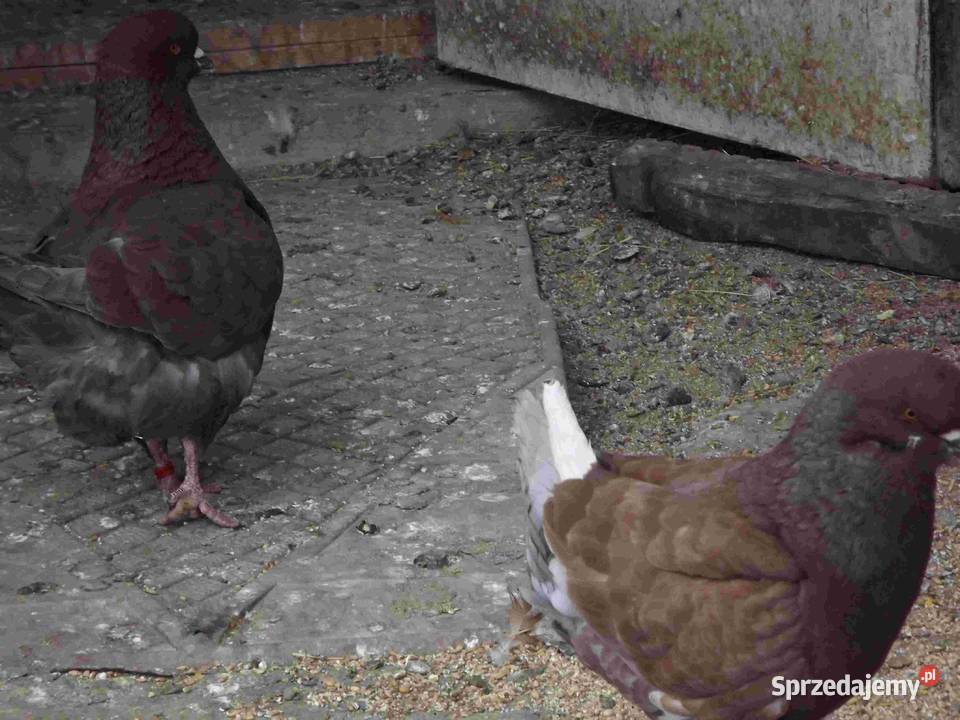 sprzedam gołebie Ptaki Podborze