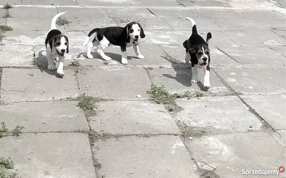 Piękne szczenięta Beagle tricolor rodowód opolskie Niemodlin
