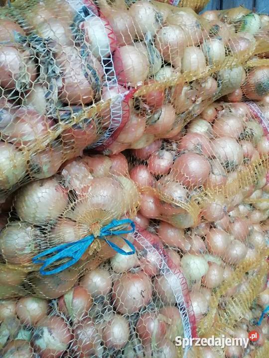 Cebula w złotej łusce