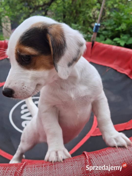 Jack Russell Terrier Łuków sprzedam