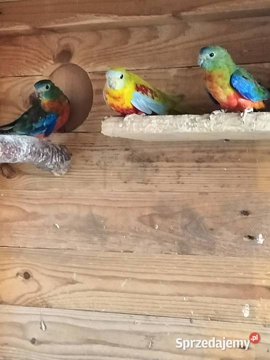 Łąkówki turkusowe podkarpackie Krosno