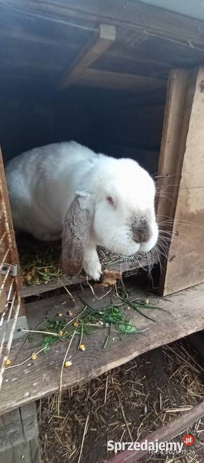 Sprzedam króliki mięsna odchowano sprzedam