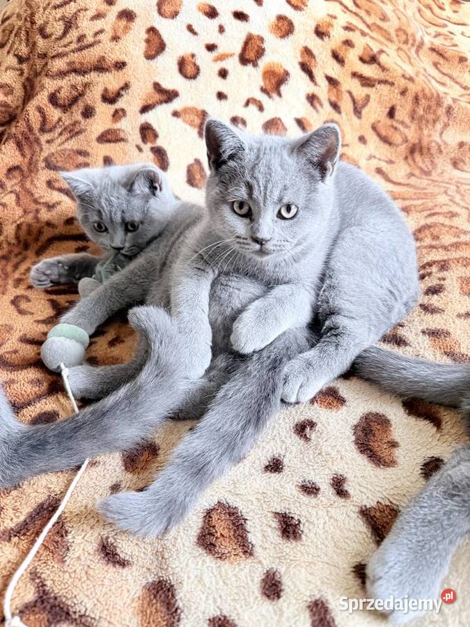 Kotek brytyjski krótkowłosy Kocurek Zwierzęta sprzedam