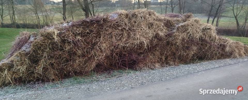 Wiklina zielona świeżo skoszona