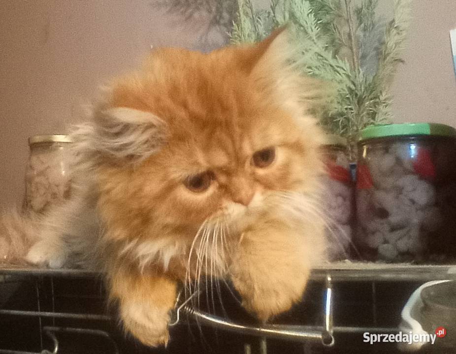 Koteczka perska ruda 8 tygodniiwa lubelskie Chełm