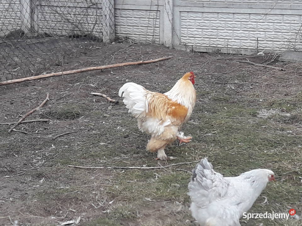 Kogut Brachma olbrzymia Lemon Pyle Ptaki