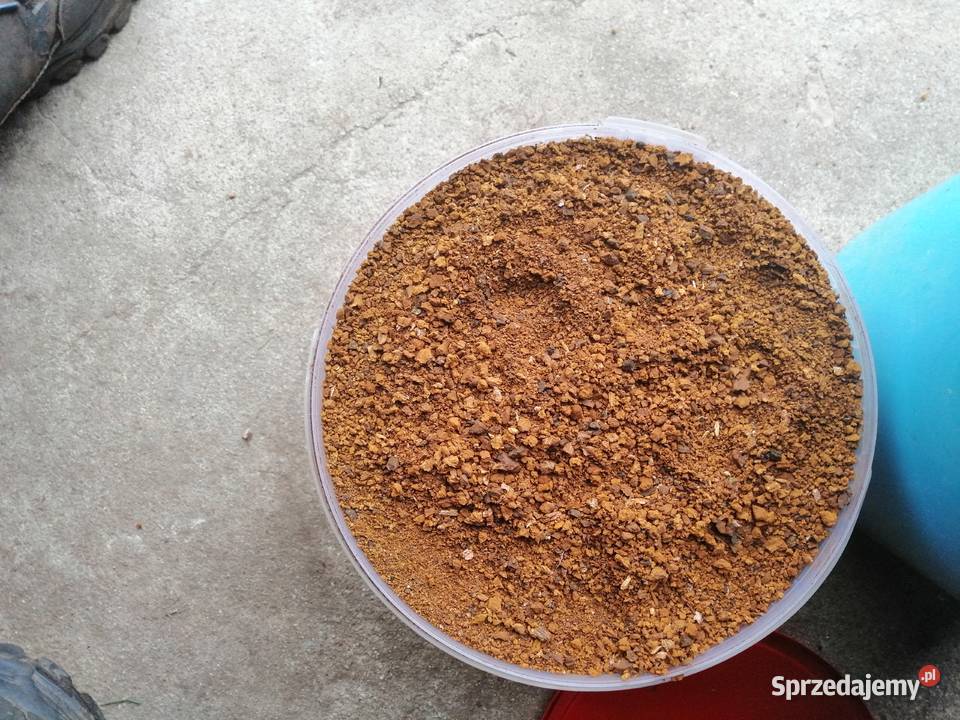 Guz brzozy czarny mielony Błyskoporek Podkorowy Koryciny