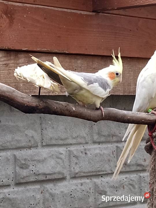 Sprzedam papugi nimfy Mechlin