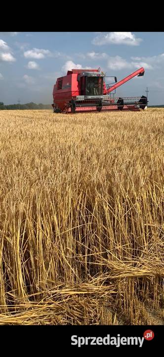 Massey Ferguson 38 40 nieuszkodzony Grodzisk Wielkopolski sprzedam