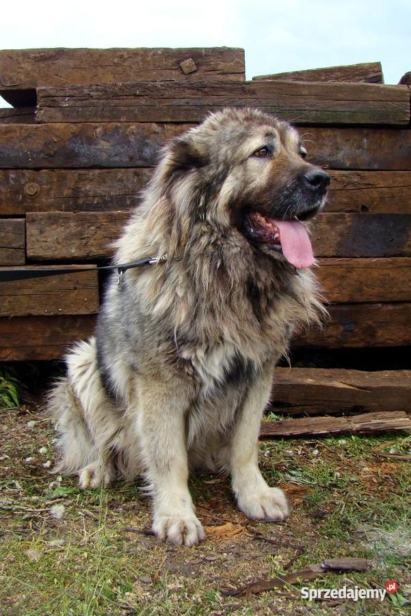 Owczarek Kaukaski Inowrocław