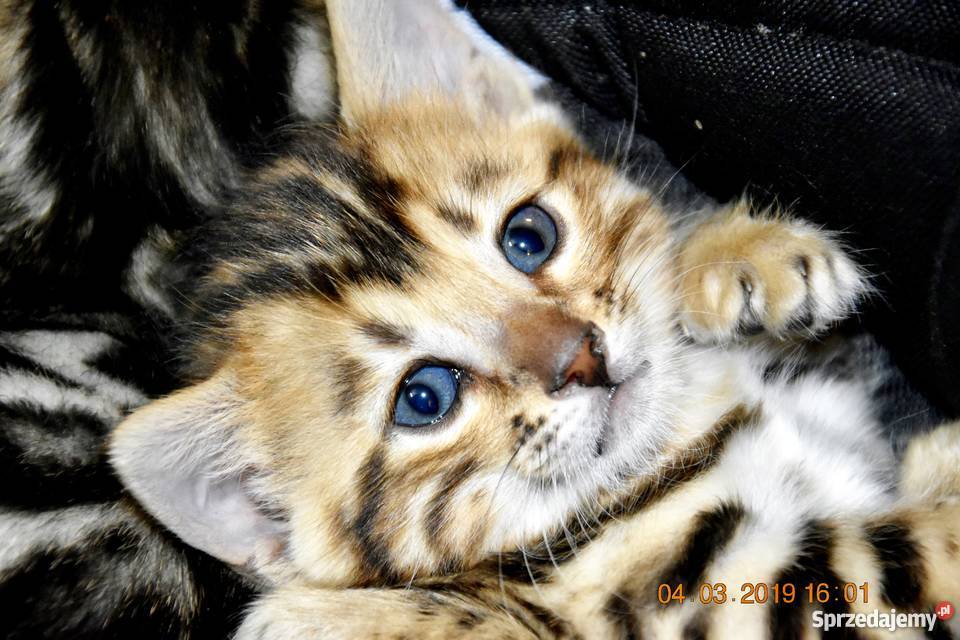 Kotka bengalska Bengalski Szczecin