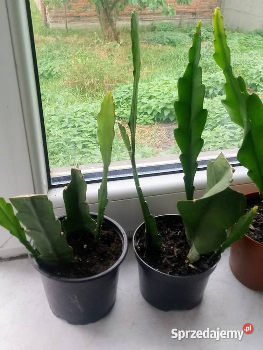 Epifilium Epiphyllum sukulent łódzkie Skierniewice