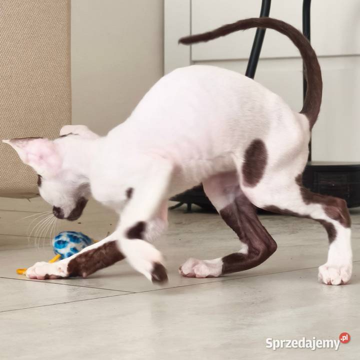 Cornish Rex kocurek arlekin gotowy do odbioru Słupsk
