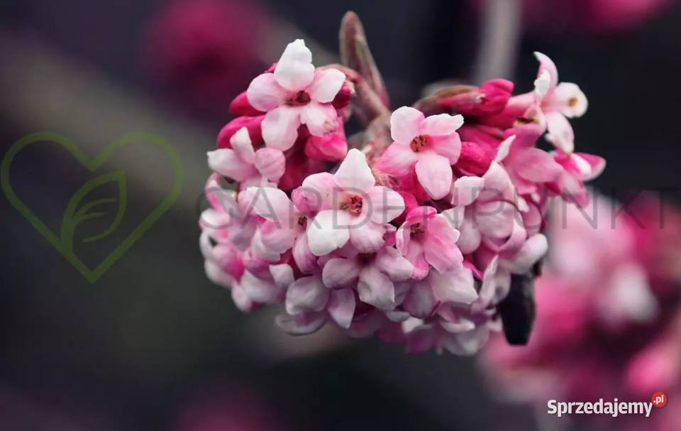 Kalina japońska koralowa wonna Liściaste