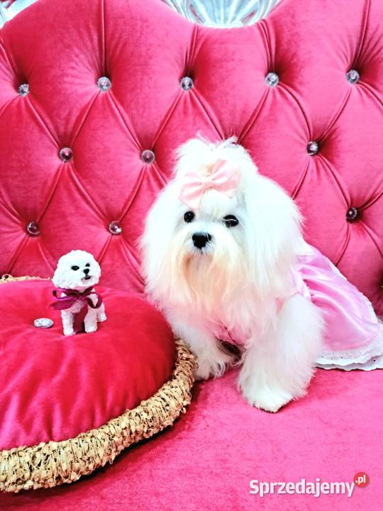 maltańczyki koreańskie szczenięta z rodowodem Bydgoszcz