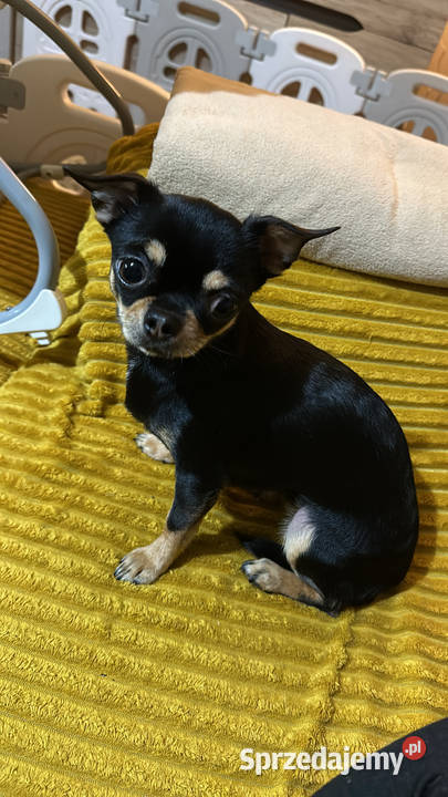 Chihuahua z rodowodem brązowe i czarne podpalane świętokrzyskie Skarżysko-Kamienna