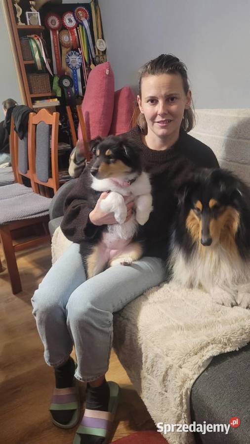 Collie OwczareSzkocki Długowłosy szczenięta ZKwP Wrocław