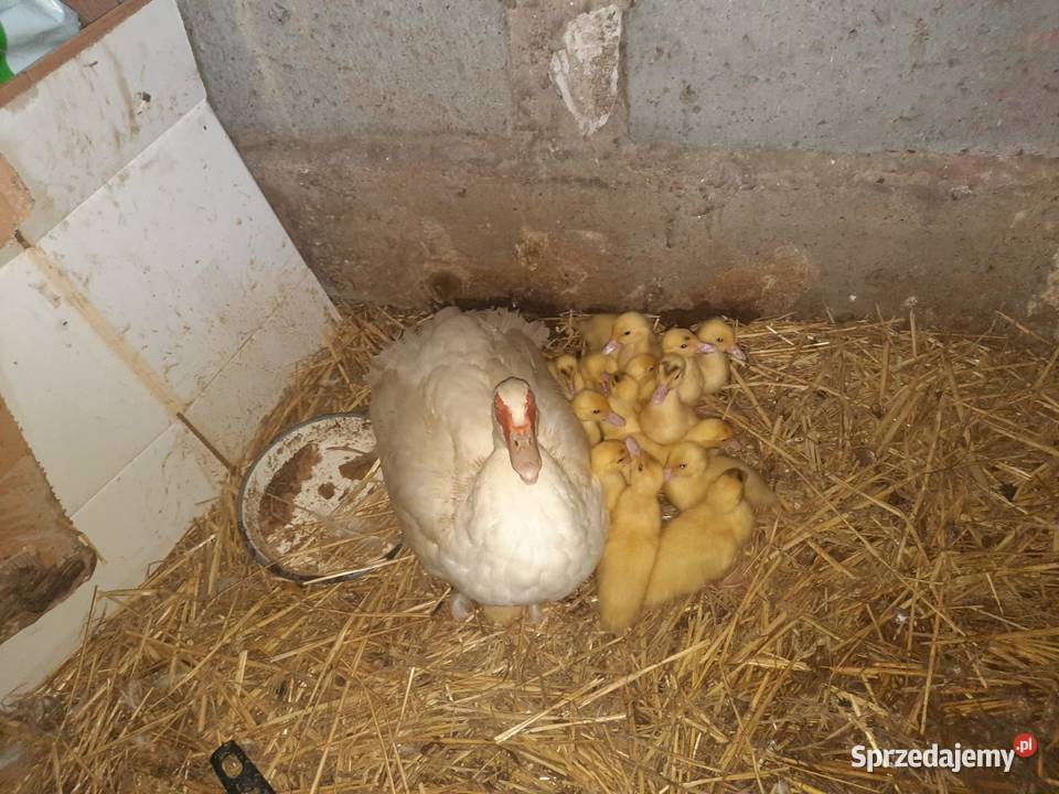 Sprzedam KACZKI PEKIN 4 tygodniowe Drób i ptactwo Brześć Kujawski