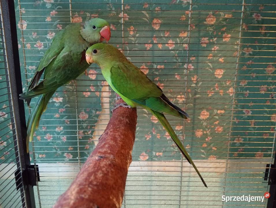 Papugi tarczowe barabandy