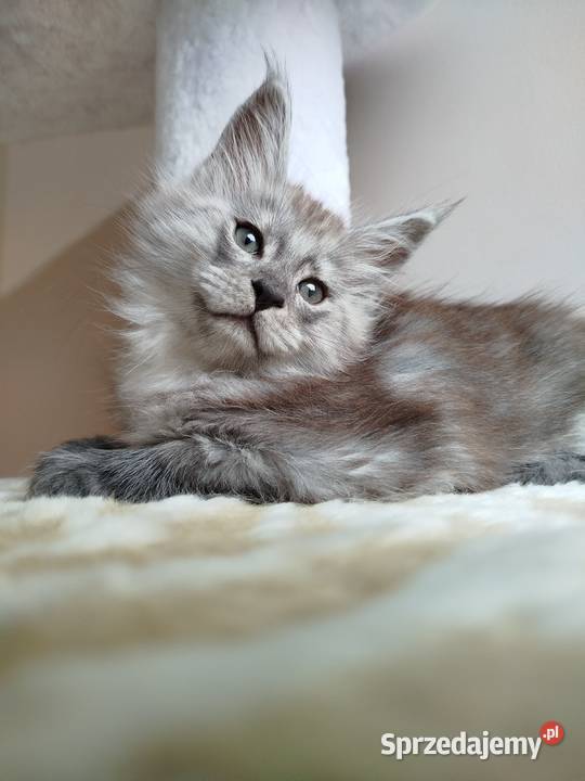 Kotka Maine Coon Maine Coon