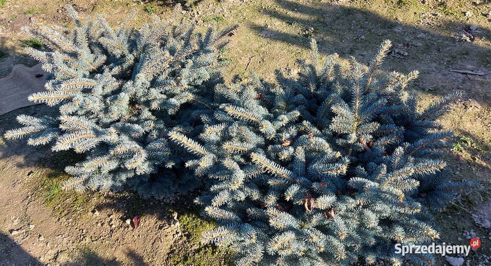 Świerk kłujący Glauka Globosa Średnica 100120 Skała