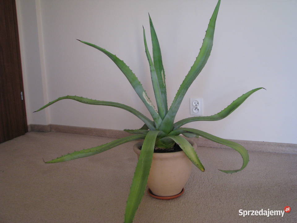 Piękna duża agawa ogrodowa 3 Brzegi