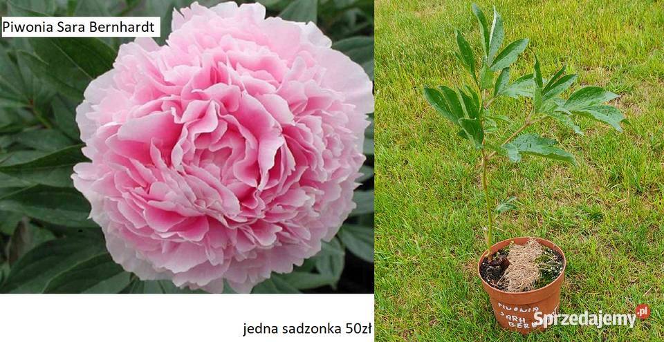 Piwonia Nippon Beauty Opole