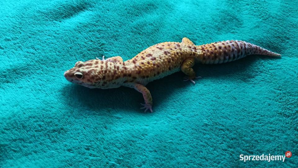 Gekon lamparci samiec 2letni Warszawa