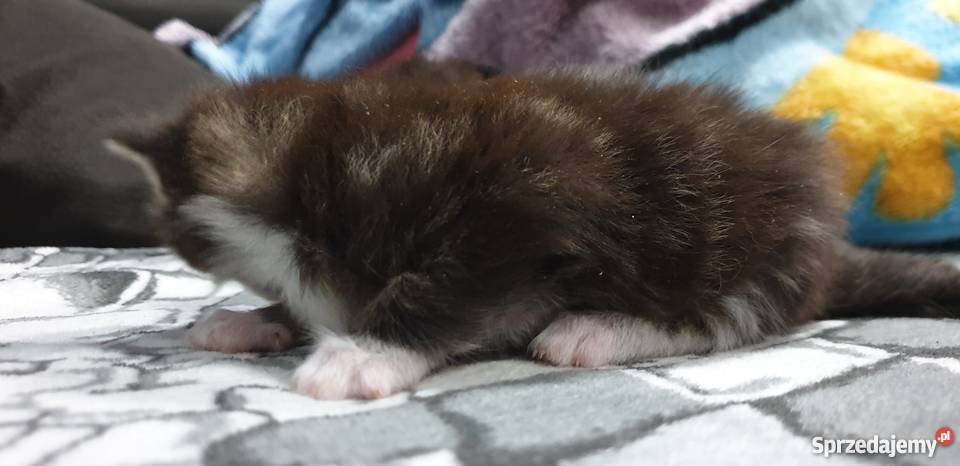 Maine Coon Meine Coon Krotoszyn