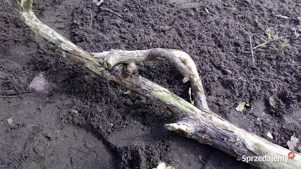 sztuka natury ciekawe kawałki drewna zrosty Pozostałe Gózd