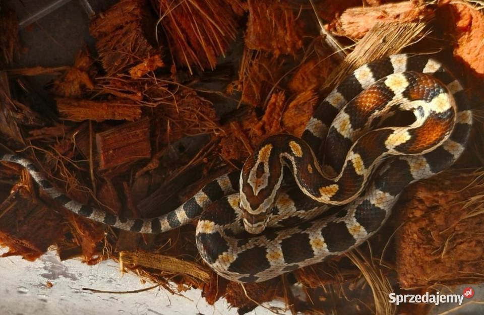 Wąż zbożowy Pantherophis guttatus Aboots okeetee Pisarzowice