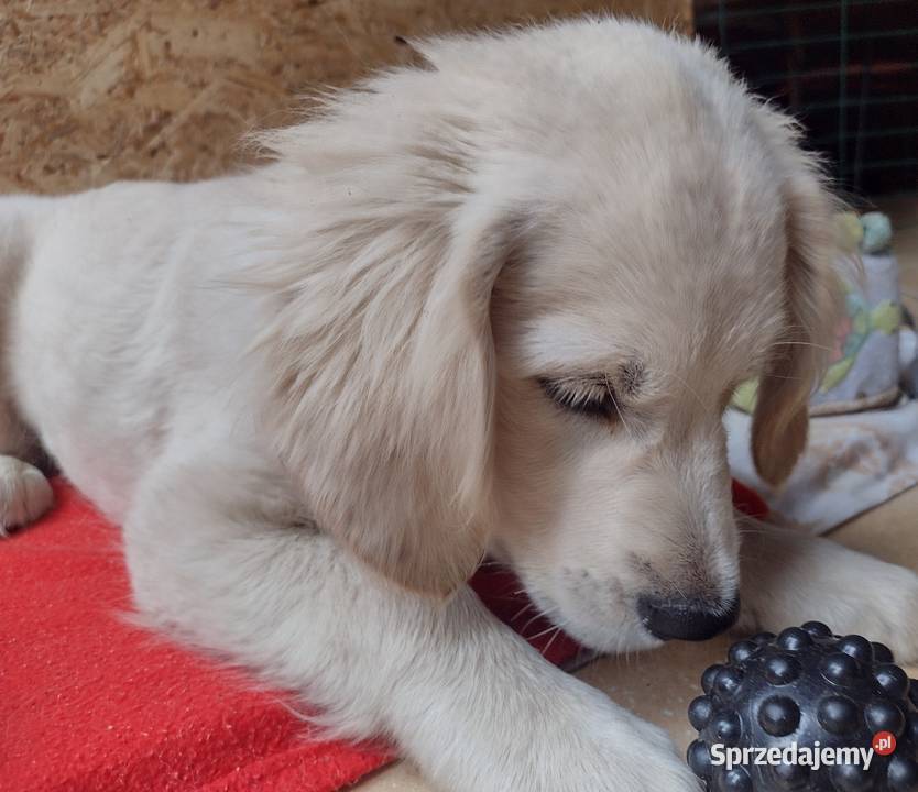 Golden Retriever szczenięta ZKwPFCI Olesno