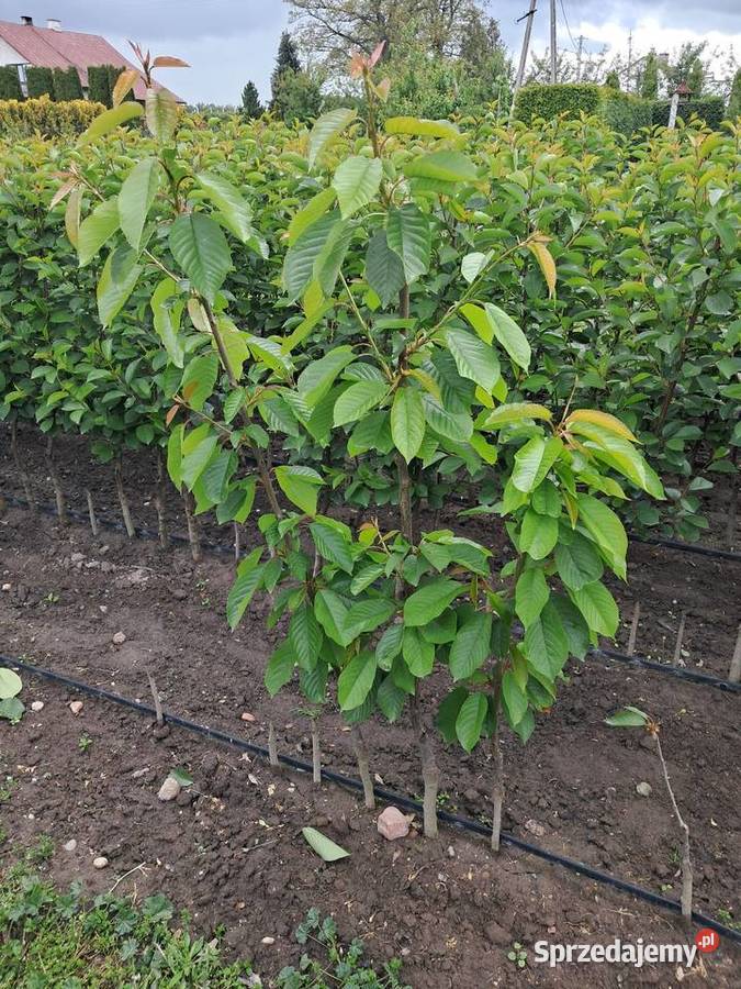 Drzewko Czereśnia Nowe Miasto nad Pilicą sprzedam