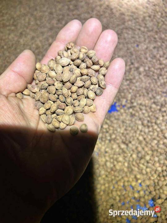 Nasiona tarniny Prunus spinosa świeży zbiór 2025