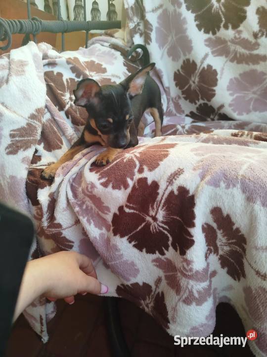 Szczeniak pinczer suczka Chihuahua mazowieckie Płońsk