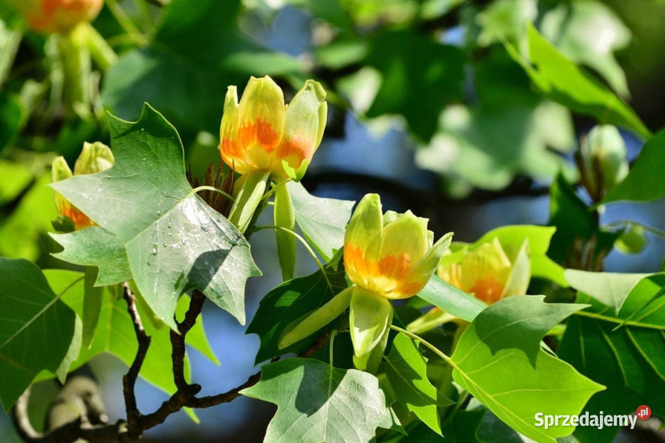 Tulipanowiec sadzonki sadzonki drzewko ozdobne Stalowa Wola