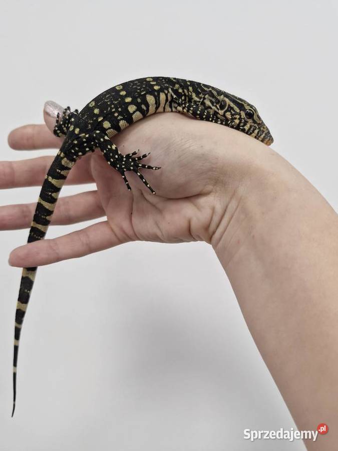 Varanus Ornatus Waran Ozdobny Oława