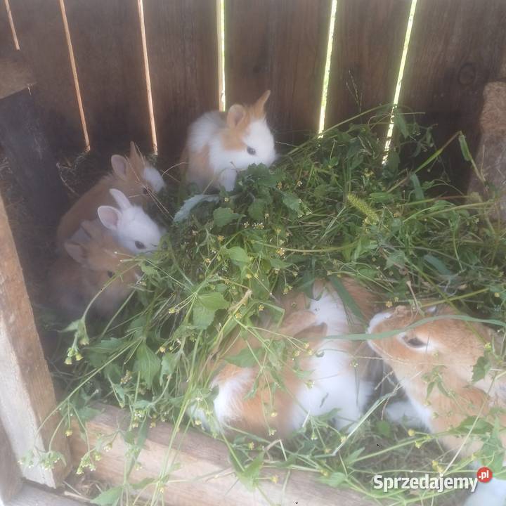 Kroliczki miniaturki Łask sprzedam