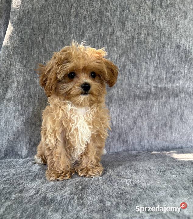 Wyjątkowe szczeniaki sunie Maltipoo F1 ojciec