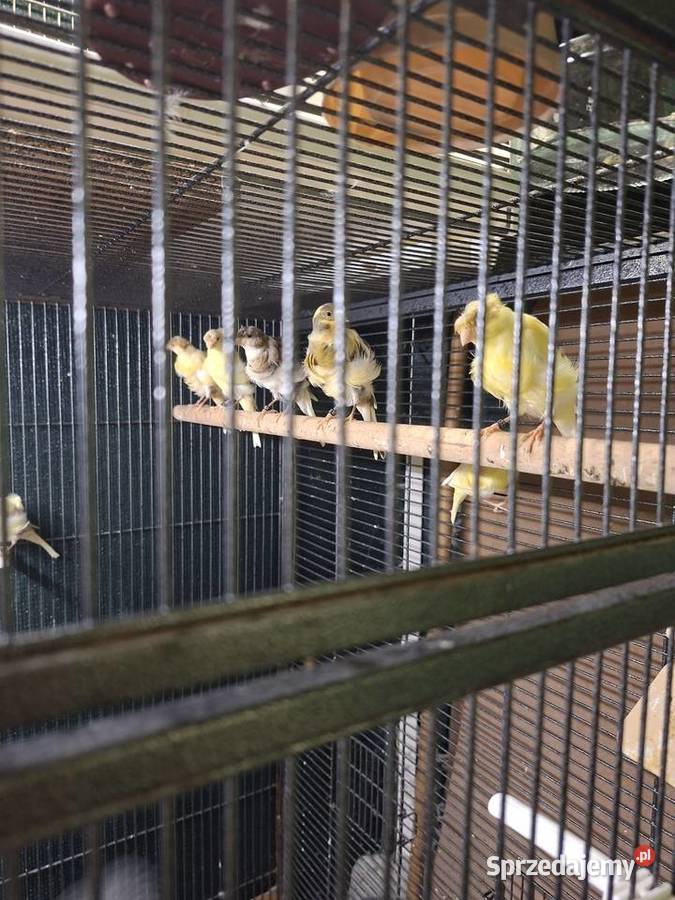 Kanarki fiorino wielkopolskie