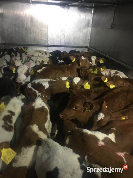 Sprzedam cielaki Jelcz-Laskowice