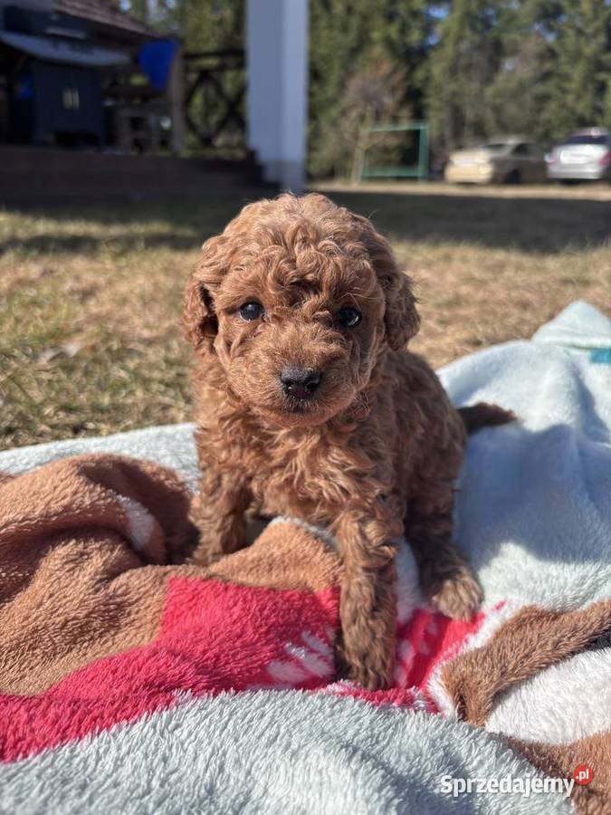 Wyjątkowe szczenięta Pudel Toy rezerwacja lubelskie Lublin
