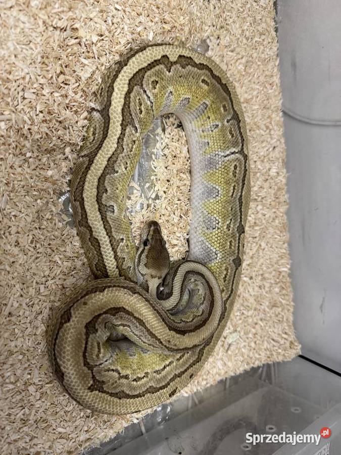 Python Regius królewski king pin samiec Gady i płazy Bydgoszcz