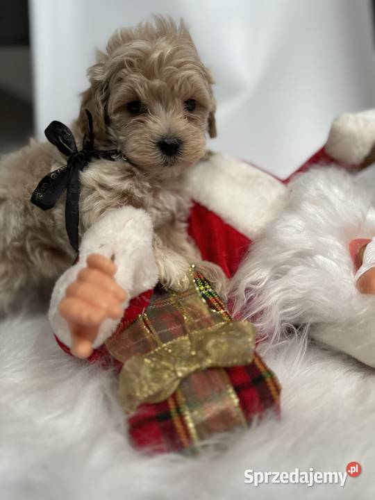 Maltipoo pudel Maltańczyk maltipoorybnik Rybnik