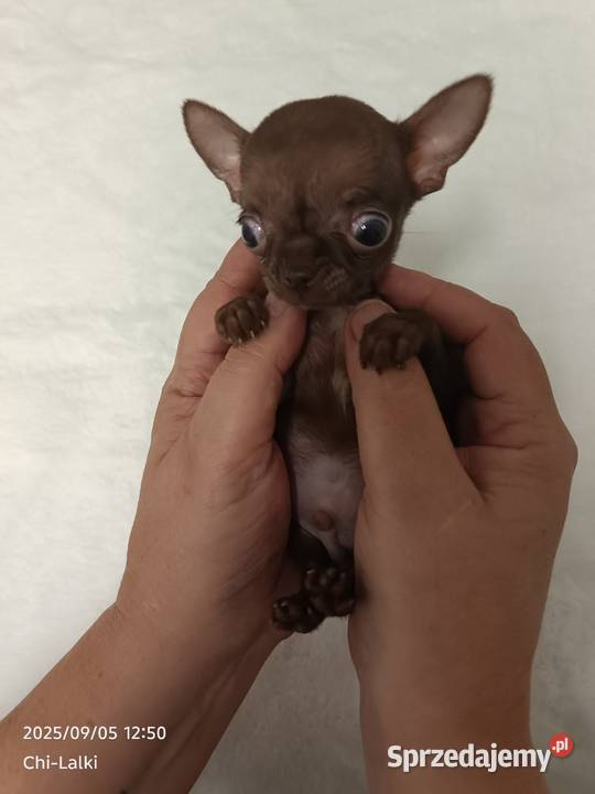 Chihuahua chłopiec xxxs cynamon samiec Inowrocław