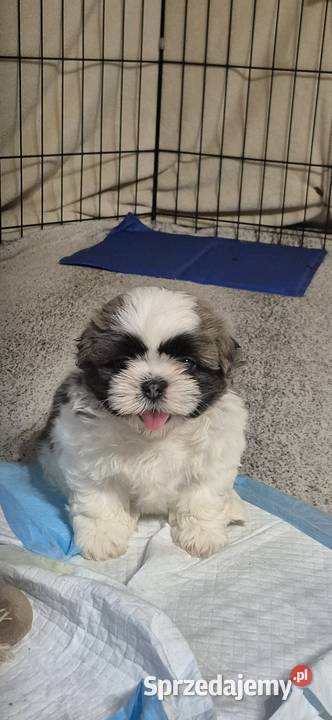 Shihtzu Andrychów